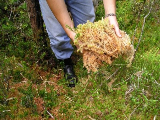 Sphagnum cristatum (sphaigne du Chili)